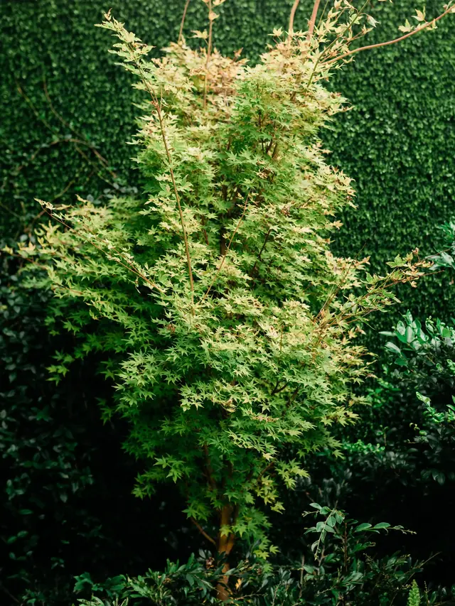 Wedding photography PINK1255