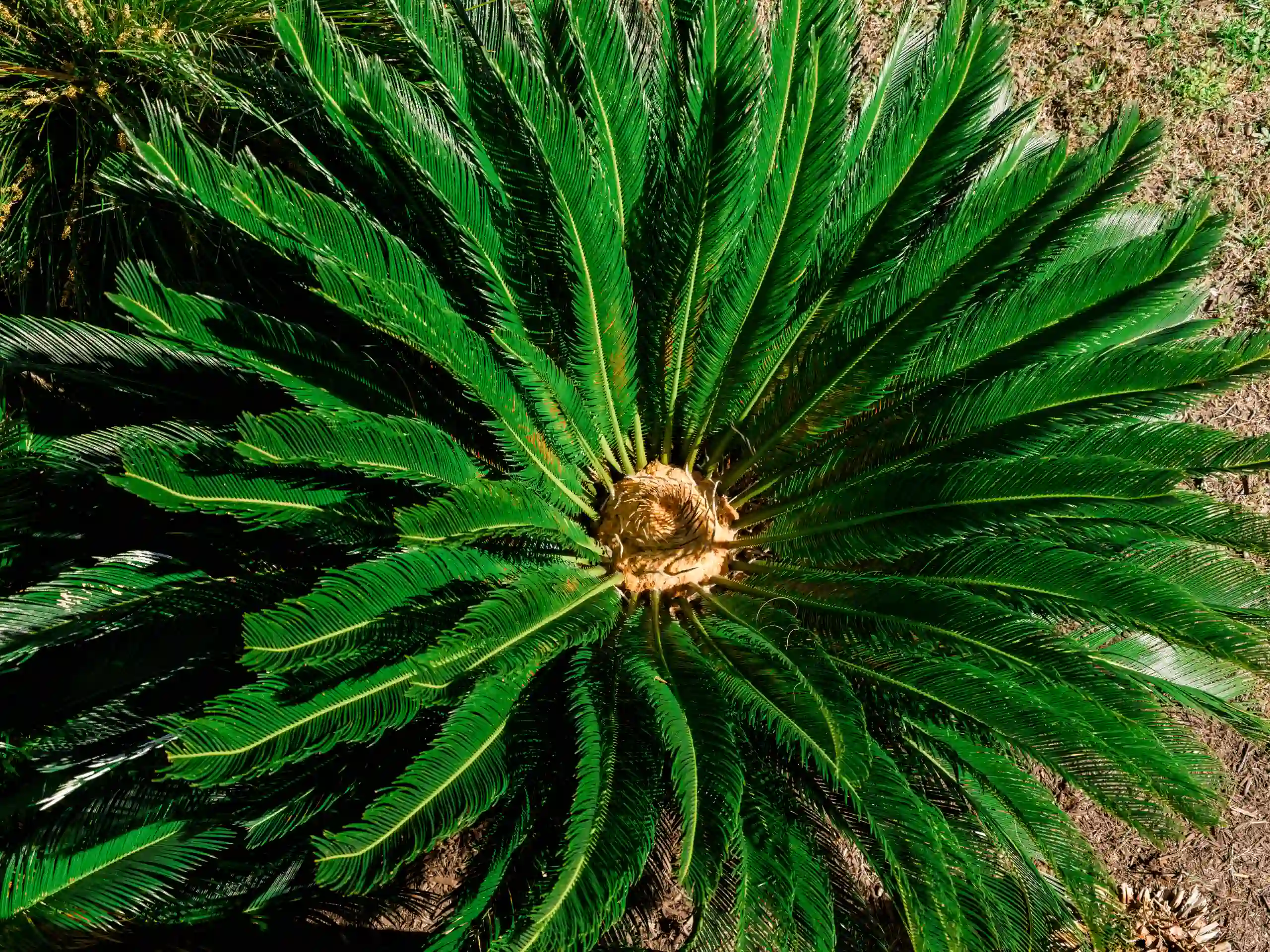 Wedding photography elizabeth mason PINK0468